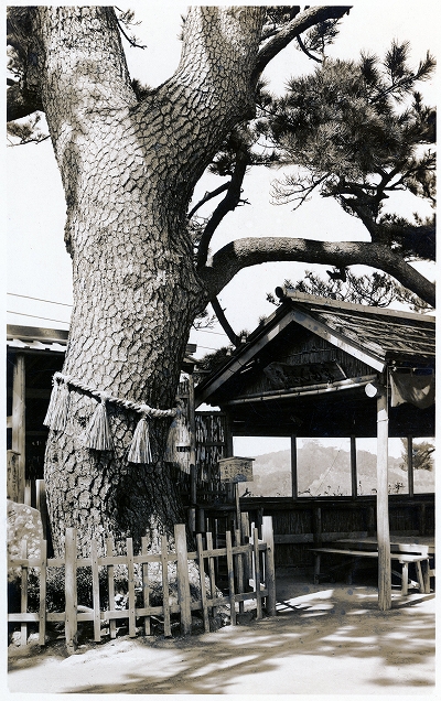 鳥羽日和山の海越の松1