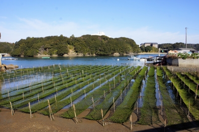 鳥羽市安楽島町のアオサ養殖1