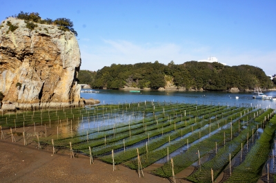 鳥羽市安楽島町のアオサ養殖2