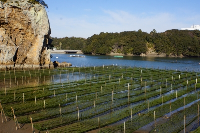 鳥羽市安楽島町のアオサ養殖3