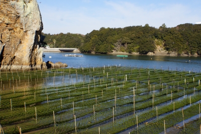 鳥羽市安楽島町のアオサ養殖4