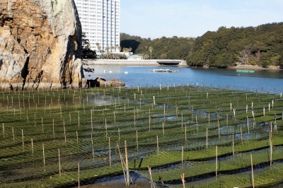 鳥羽市安楽島町のアオサ養殖5