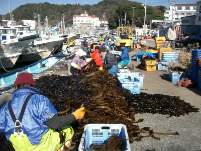 答志和具の塩蔵ワカメづくり1