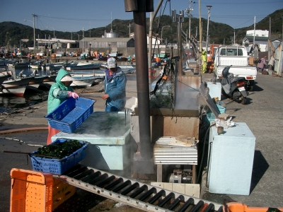 答志和具の塩蔵ワカメづくり3