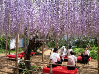 旅館扇芳閣のメダカの学校4