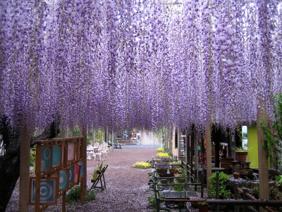 旅館扇芳閣のメダカの学校5