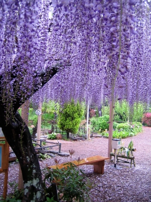 旅館扇芳閣のメダカの学校7